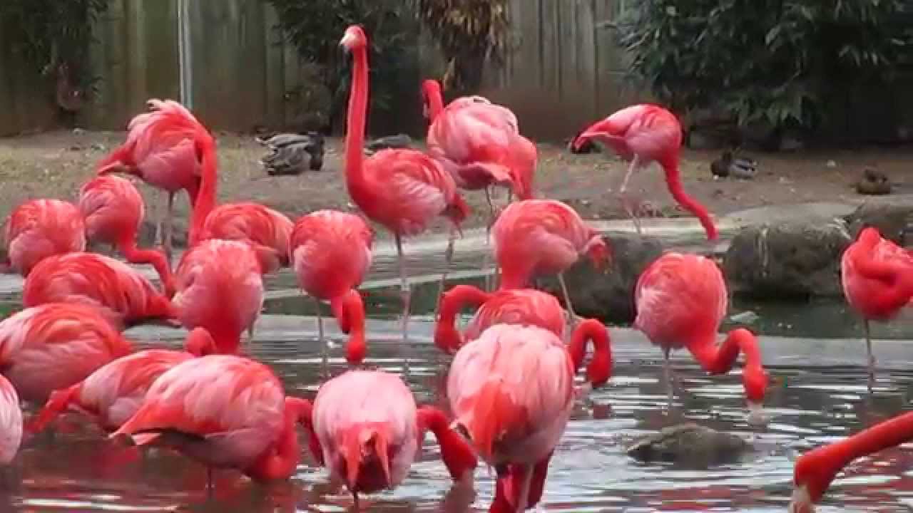 pink flamingo usa